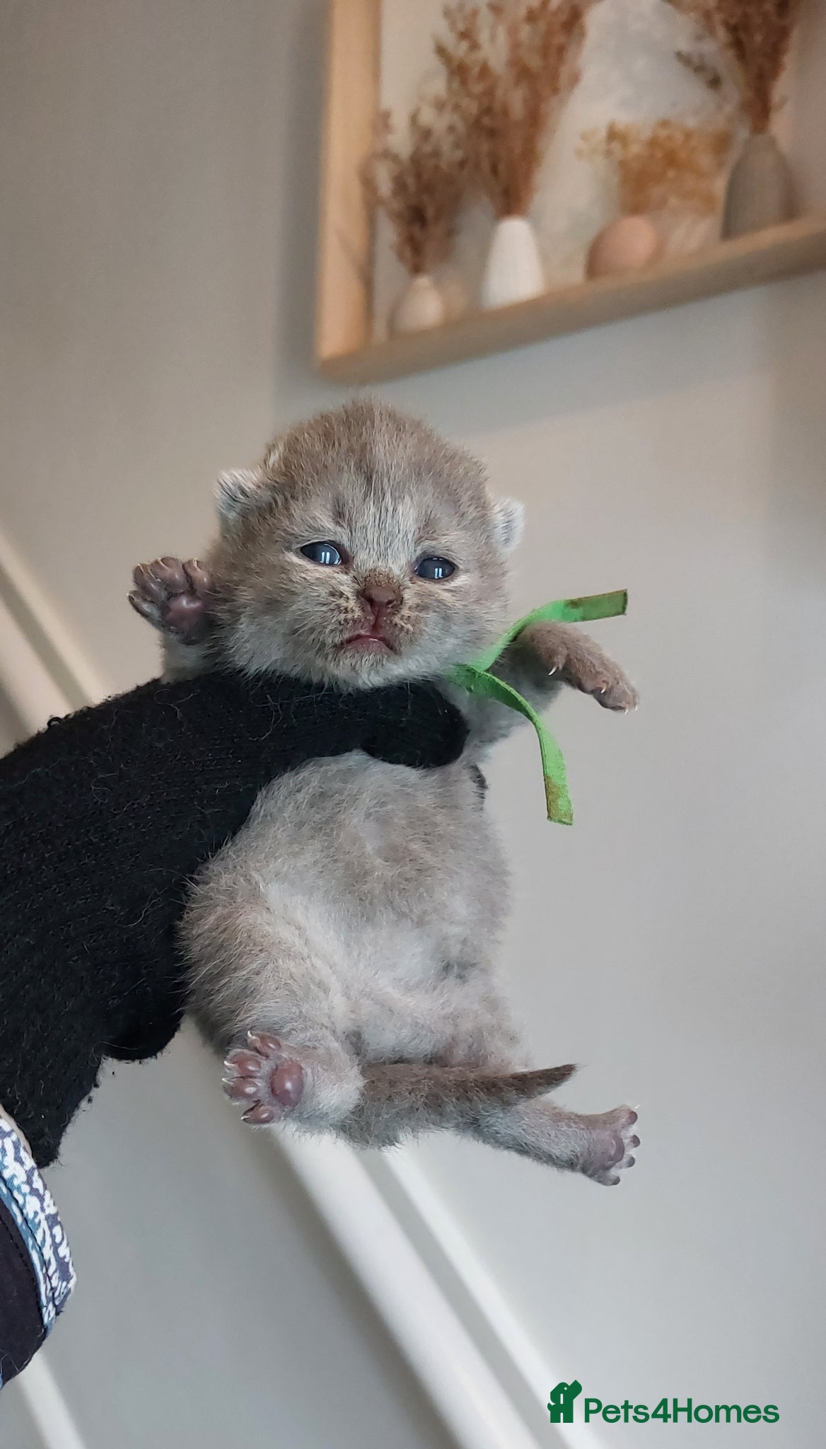 British Shorthair cats 🏆❤️‍🔥PRESTIGIOUS BABIES🏆🐻🐾 - Advert 1