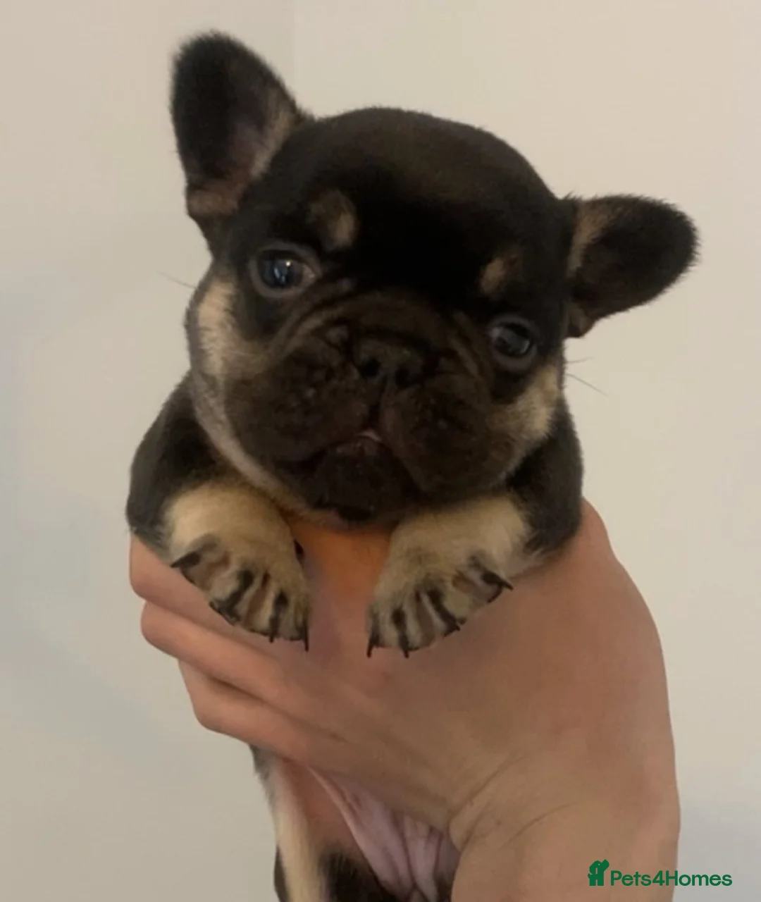 French Bulldog dogs for stud: Lilac tan merle in Sheffield - Advert 21
