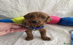 Goldendoodle dogs for sale: 👑Superb Rare Toy/Mini Deepest Red Goldendoodles👑 - Image 4