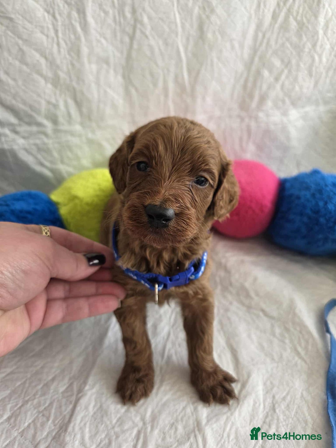 Goldendoodle dogs for sale: 👑Superb Rare Toy/Mini Deepest Red Goldendoodles👑 - Image 4