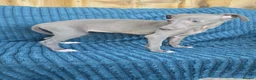Whippet dogs for sale: 🐾 Beautiful Whippet Puppies Ready Now 🐾 - Advert 33