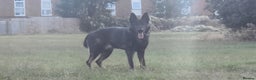 German Shepherd dogs for stud: Rocky  in Wellingborough - Advert 4