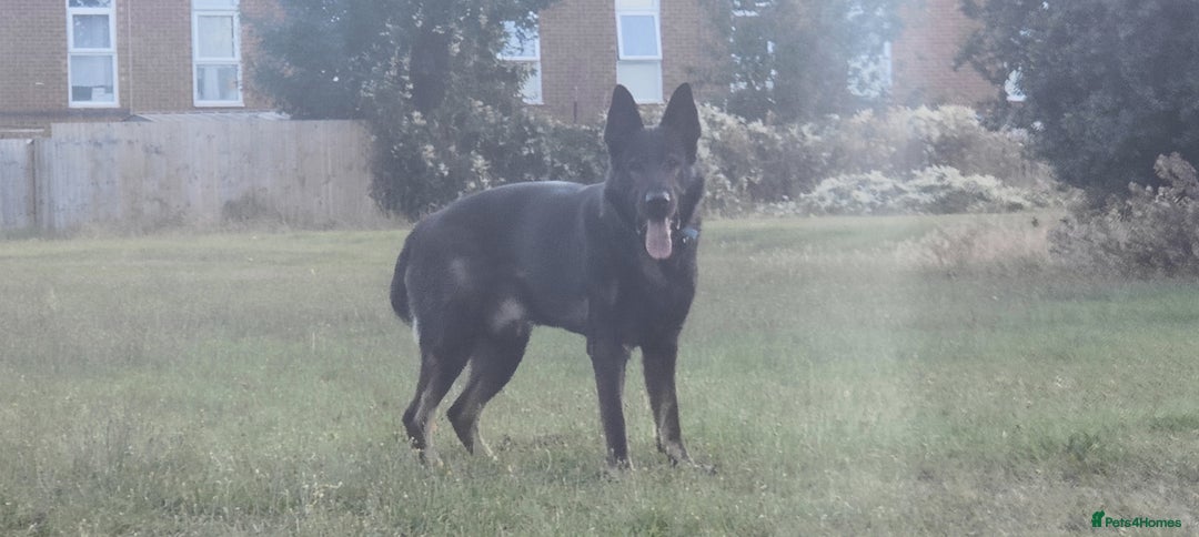 German Shepherd dogs for stud: Rocky  in Wellingborough - Advert 4