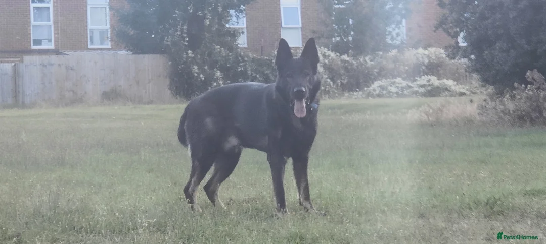 German Shepherd dogs for stud: Rocky  in Wellingborough - Advert 4