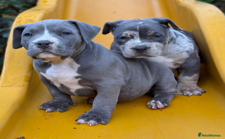 American Bully dogs - Advert 3