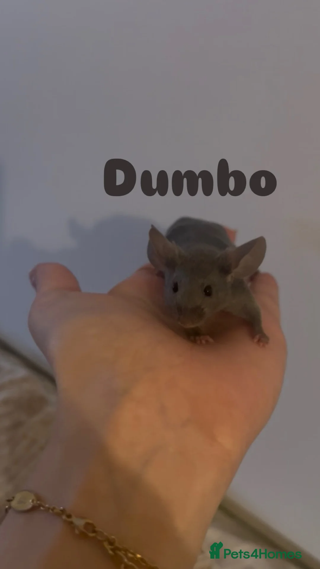 Mouse rodents for sale: Female mice for homes. ⭐️ - Advert 3