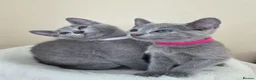 Russian Blue cats for sale: Two ⚜️Russian Blue Kittens – TICA Registered⚜️ - Advert 6