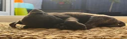 Staffordshire Bull Terrier dogs for sale: Brindle Stafford puppies available ❤️🐾 - Advert 4