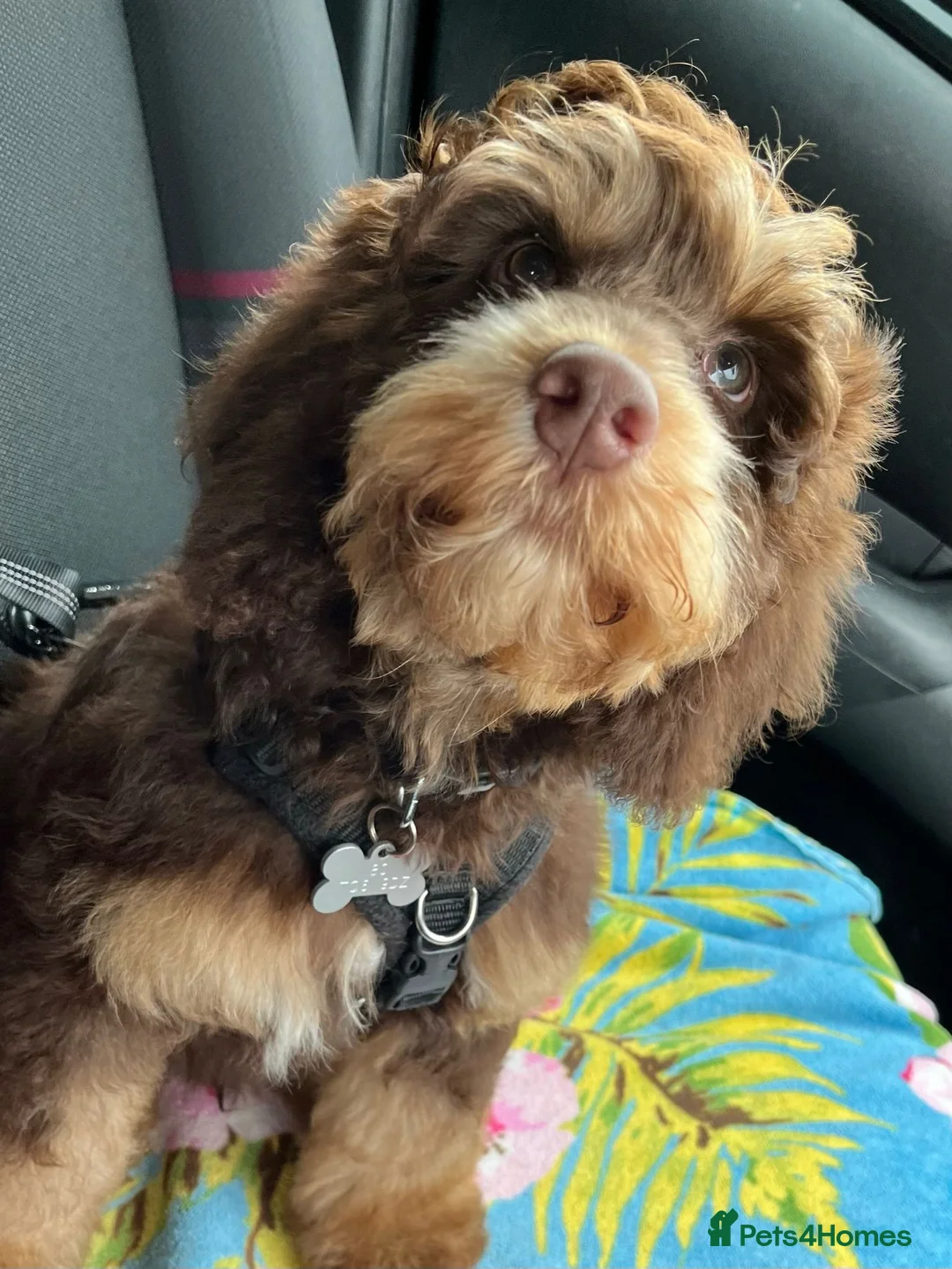 Miniature Poodle dogs for stud: Proven Chocolate Merle Poodle available for stud in Saint Austell - Advert 17