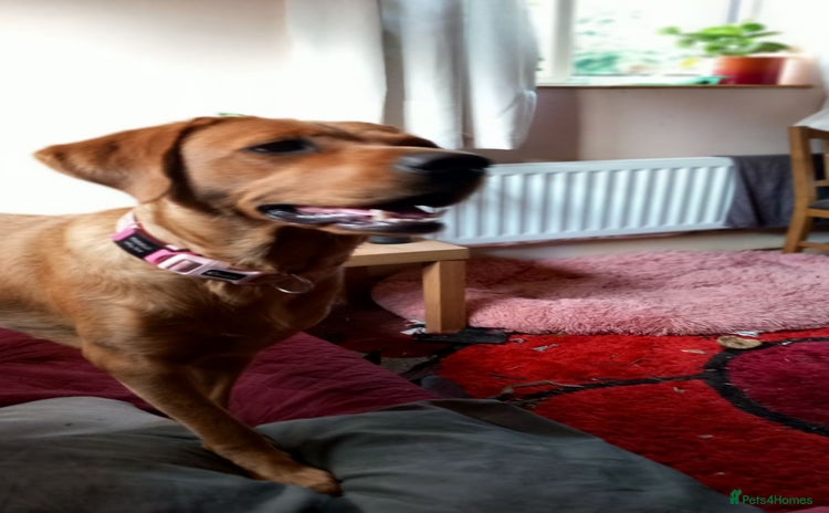 Labrador Retriever dogs - Advert 1