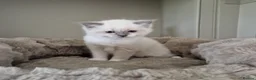 Ragdoll cats for sale: 💗 One BLUE - MITTED Female left - Pure Ragdoll - Advert 4