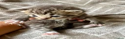 Mixed Breed cats for sale: Silver Tabby Exotic Kittens For Sale - Advert 5