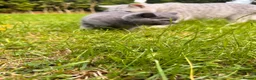 British Longhair cats for sale: British shorthair kitten  - Advert 12