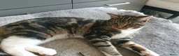 Mixed Breed cats for sale: Cross Maine Coon for sale - Advert 7