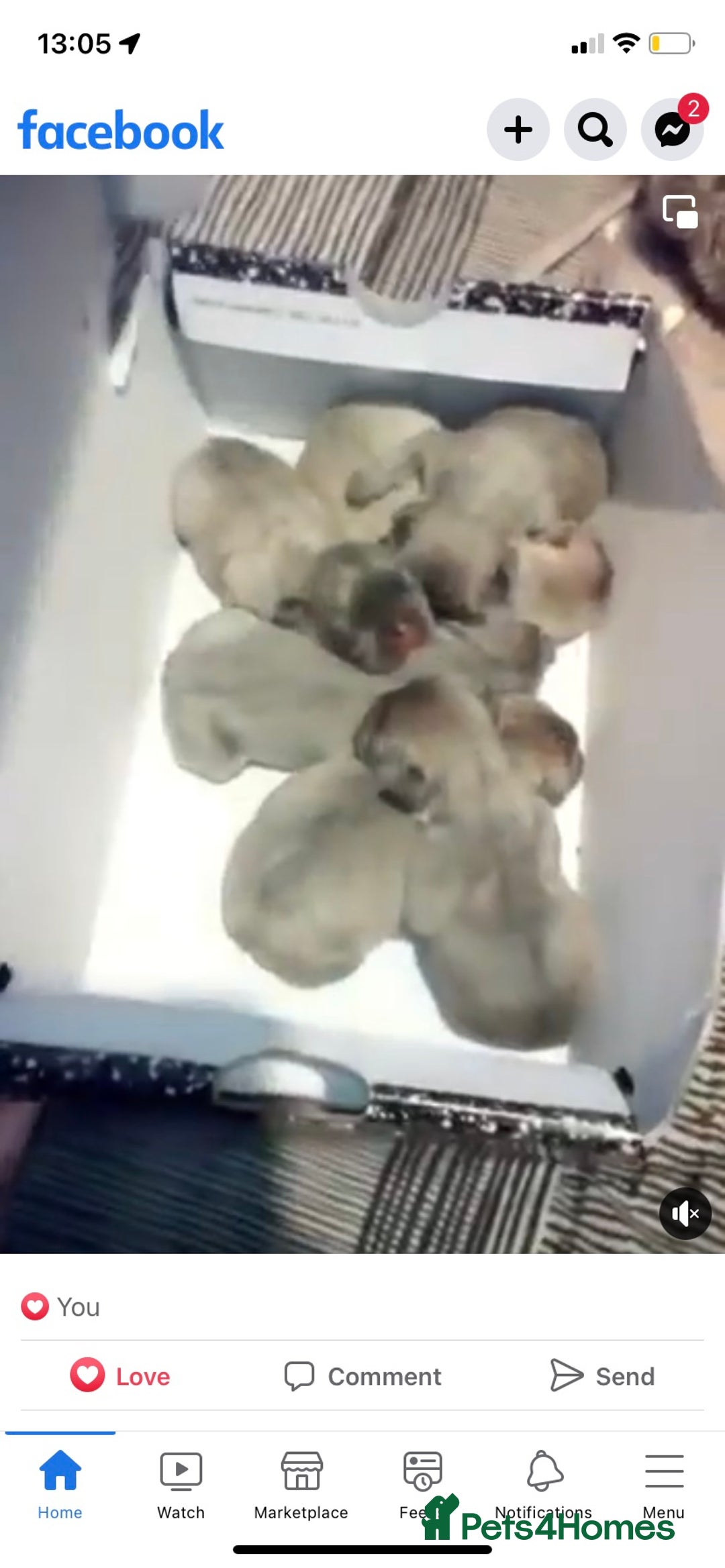 French Bulldog dogs for stud: Kc reg rare markings in Peterborough - Advert 24