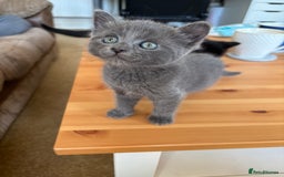 Mixed Breed cats for sale: Three Gorgeous Kittens - Image 3