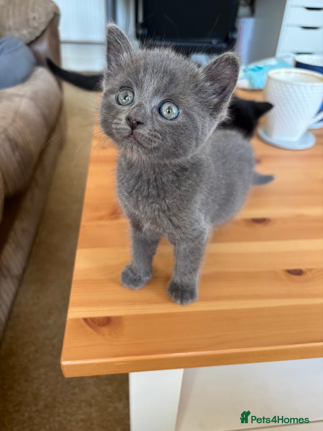 Mixed Breed cats for sale: Three Gorgeous Kittens - Image 3