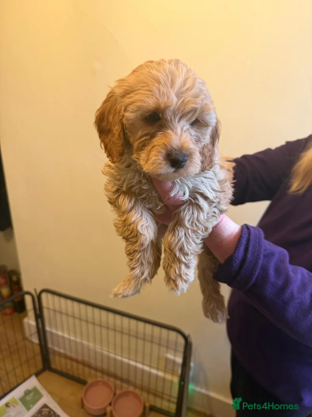 Cavapoo dogs for sale: Cavapoos F1B  For  Sale  - Advert 3