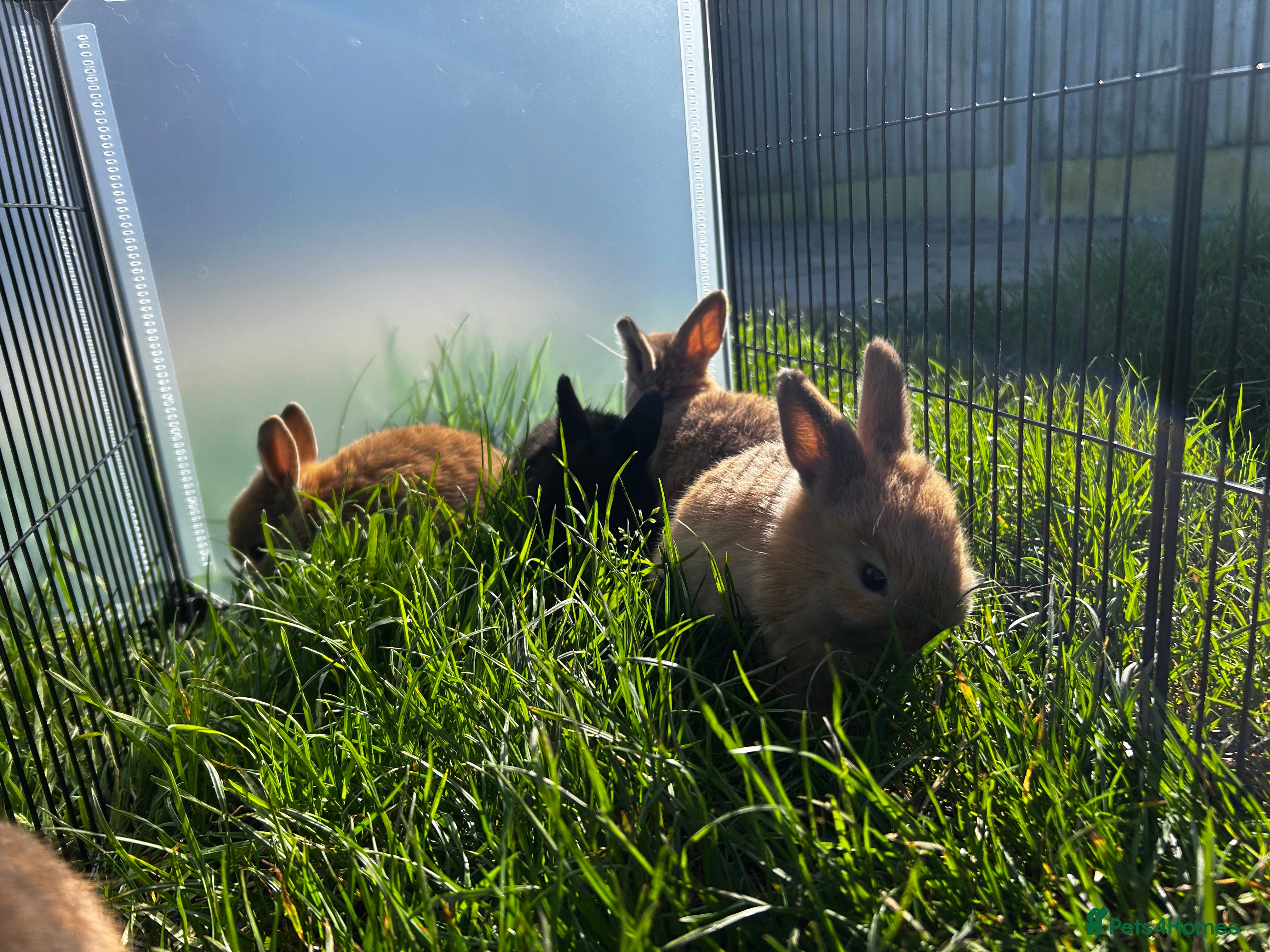 Mixed Breed rabbits Mini lop x  - Advert 2