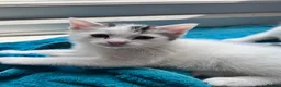 Mixed Breed cats for sale: Beautiful kitten  - Advert 14