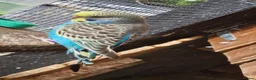 Budgerigars birds for sale: 4 blue chicks and 1 adult male  - Advert 10