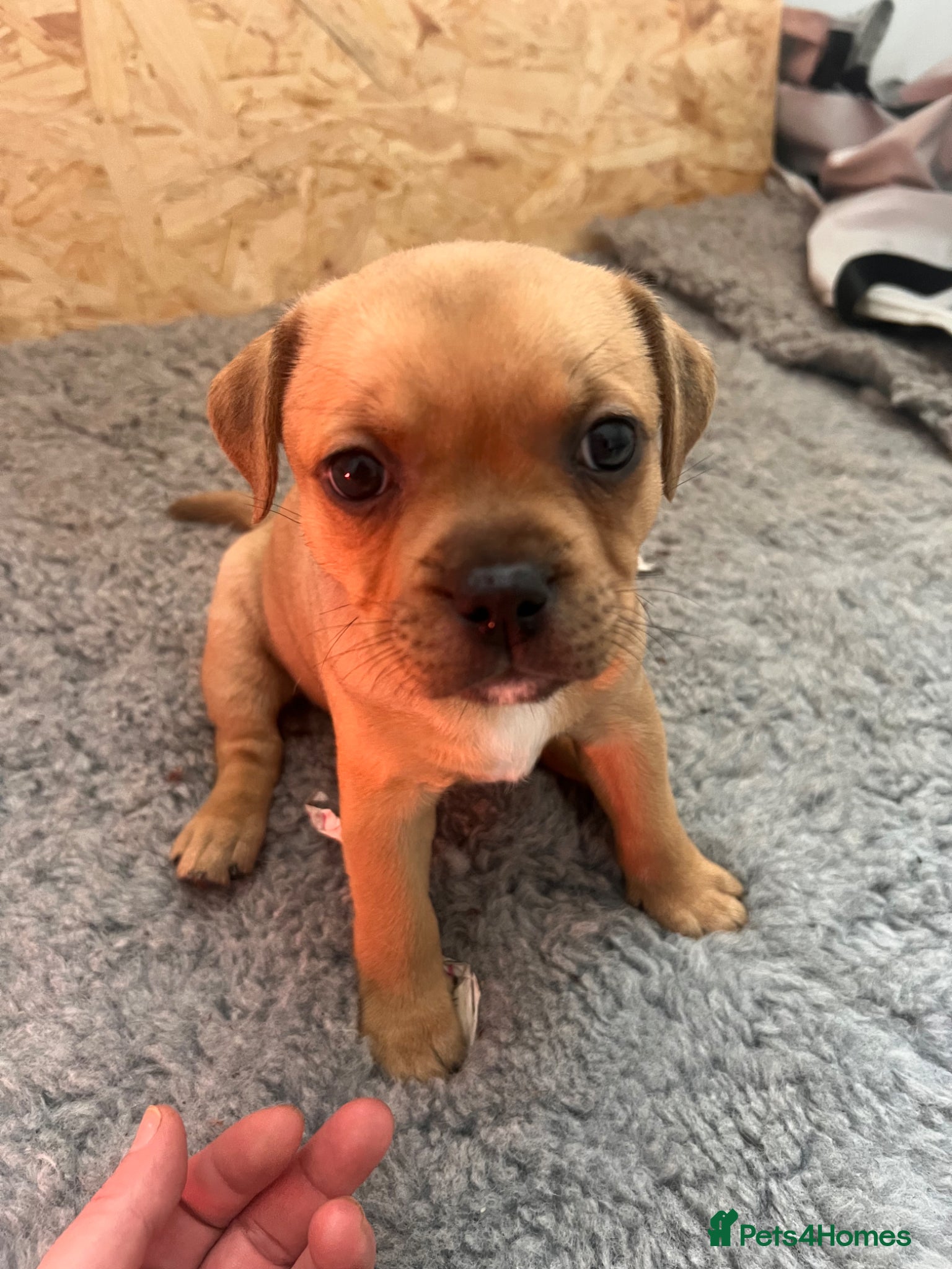 Staffordshire Bull Terrier dogs 1 beautiful red Staffordshire bull terrier left - Advert 5