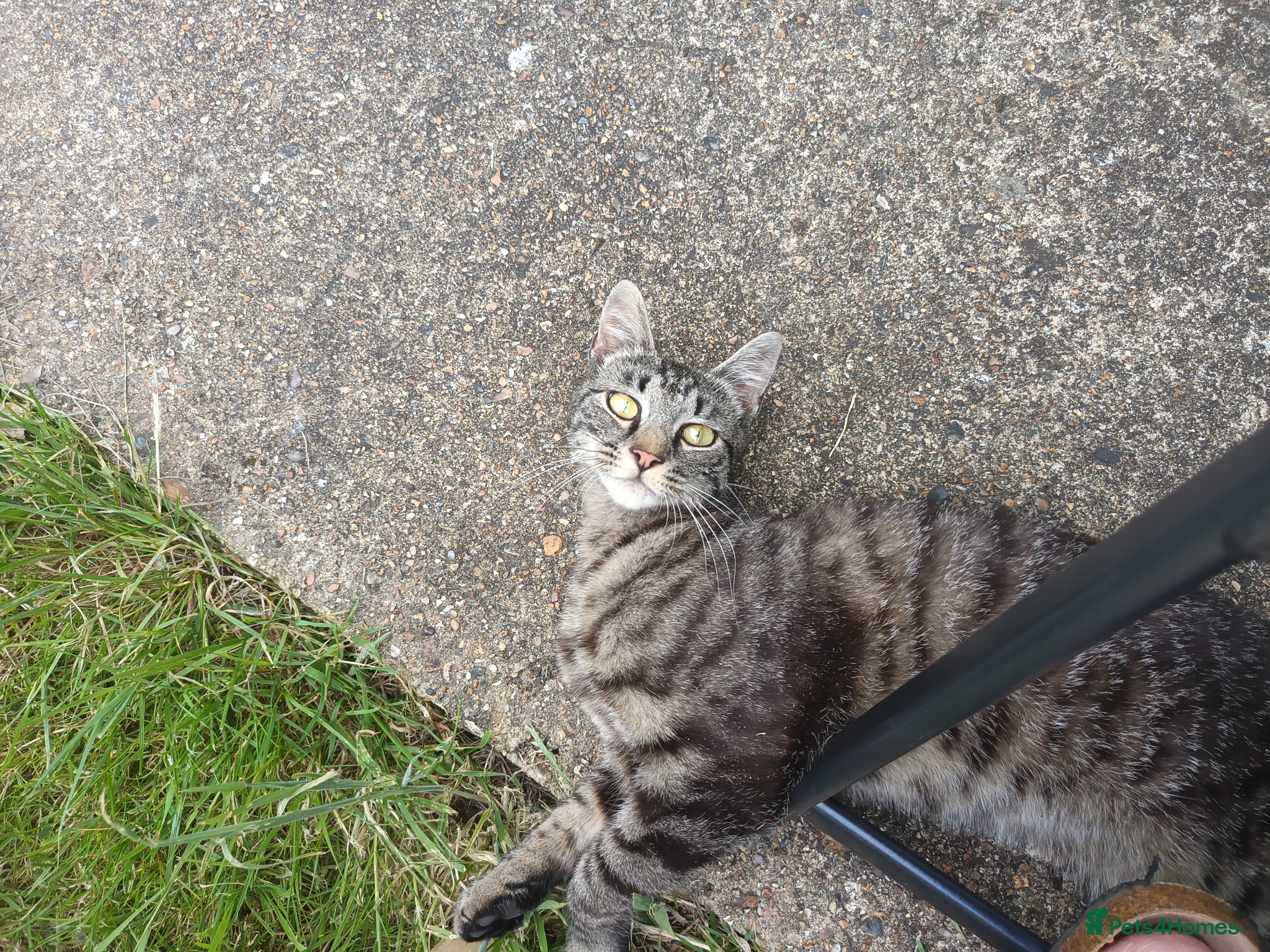 Mixed Breed cats for sale: Male young grey cat in Greenford - Advert 1
