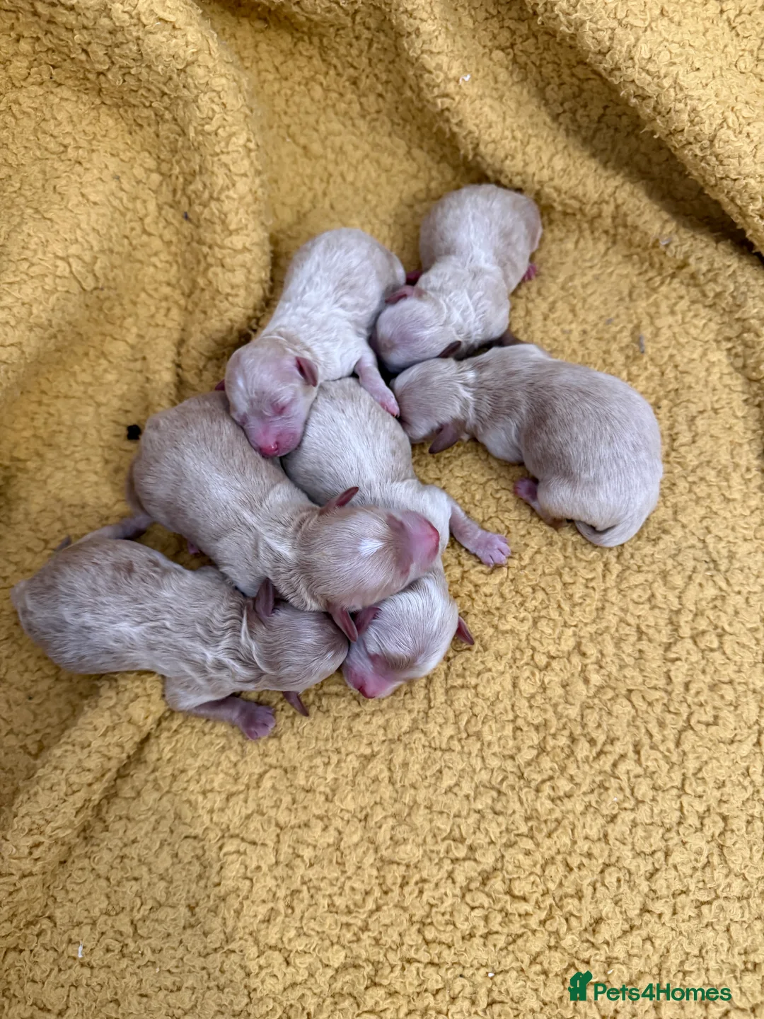 Maltipoo dogs for sale: Beautiful Maltipoo Puppies - Advert 4