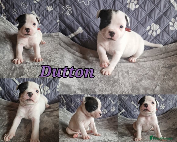 Staffordshire Bull Terrier dogs - Advert 1