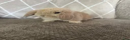Degus rodents for sale: Mini lop babies  - Advert 2