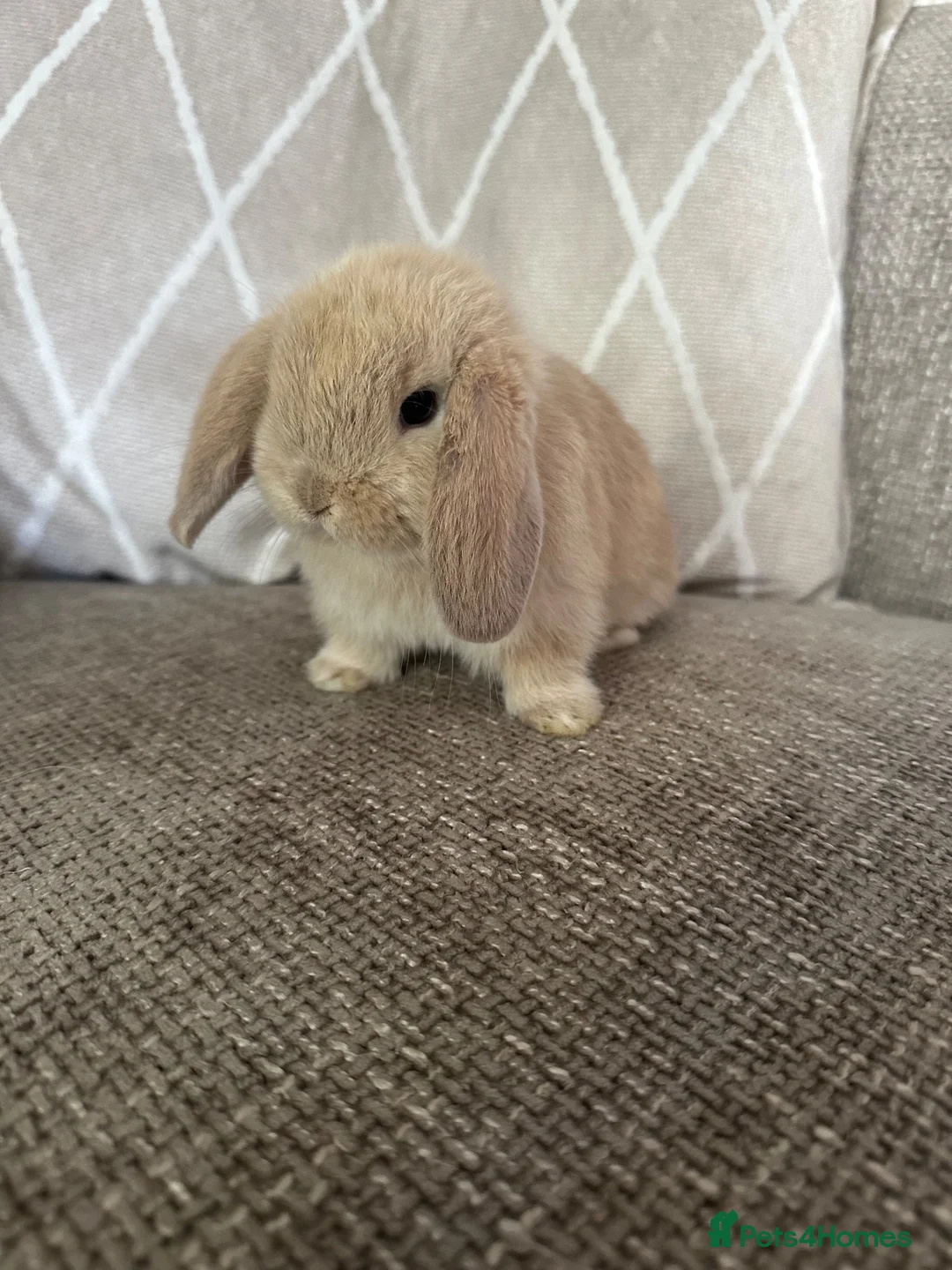 Degus rodents for sale: Mini lop babies  - Advert 2