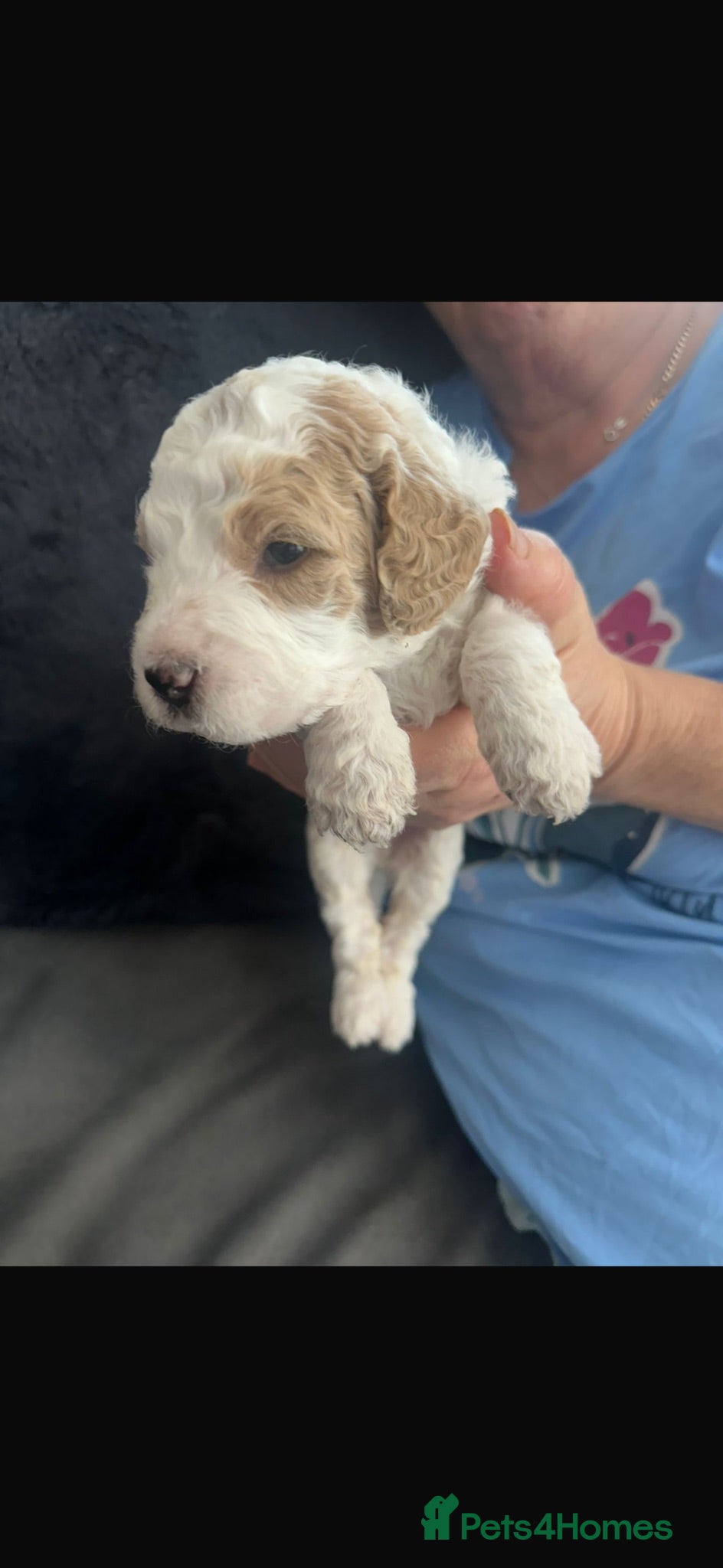Mini Goldendoodle dogs Mini Goldendoodle  - Advert 2