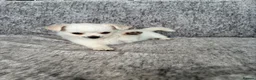 Chihuahua dogs for sale: Chihuahua long hair - Advert 6