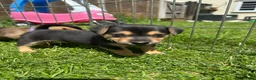 Mixed Breed dogs for sale: Patterdale X Lakeland Puppies for Sale **2 LEFT** - Advert 11