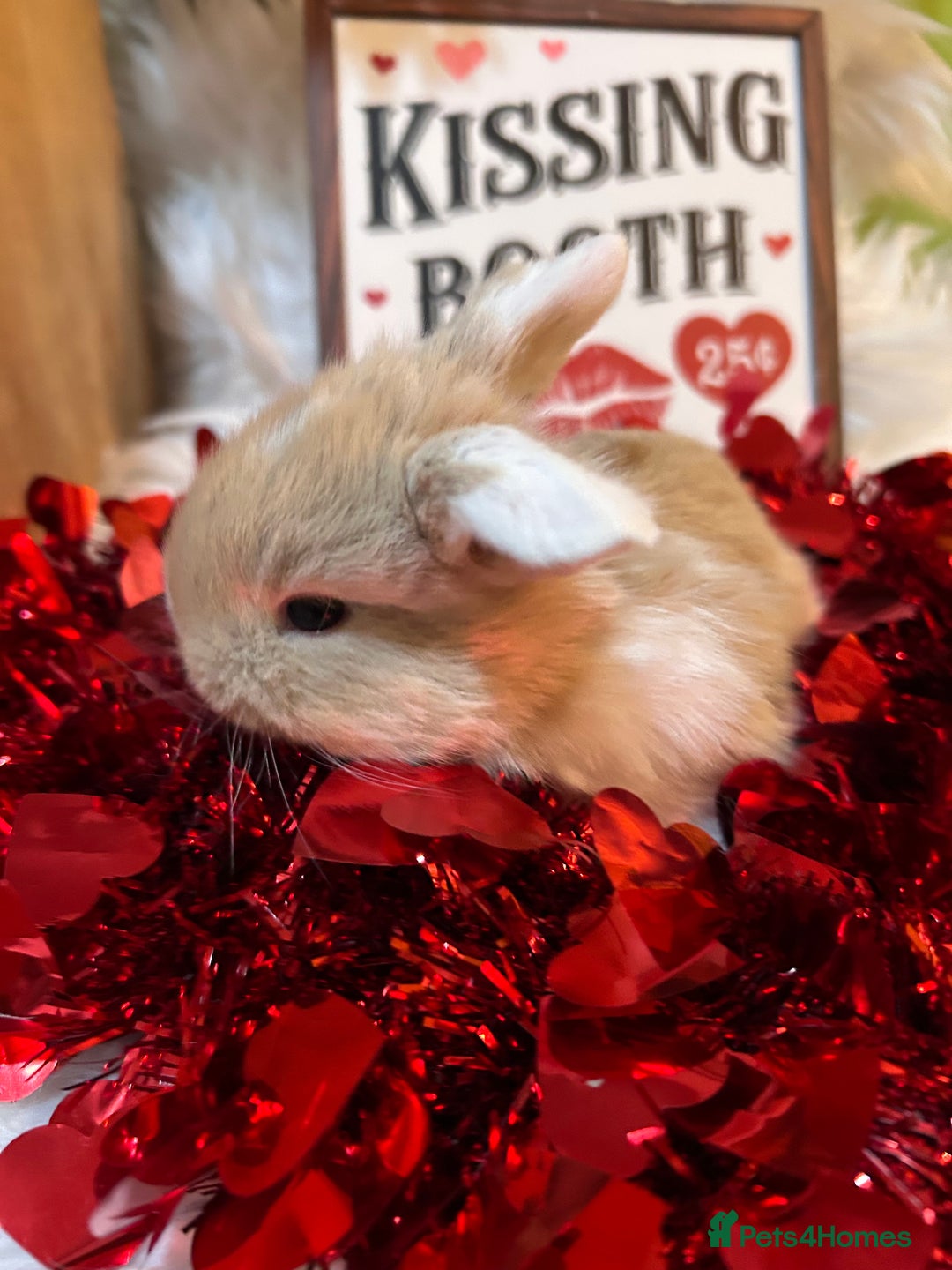 Mini Lop rabbits for sale: 🌼Mini lop Girls 🌼 - Advert 4