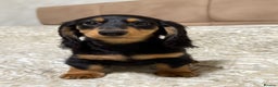 Miniature Dachshund dogs for sale: KC reg Long-Hair Black & Tan Miniature Dachhund - Advert 9