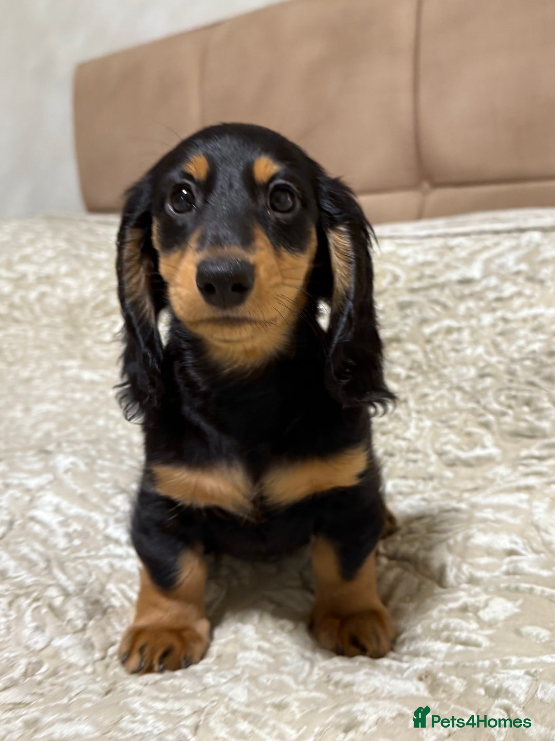 Miniature Dachshund dogs for sale: KC reg Long-Hair Black & Tan Miniature Dachhund - Advert 9