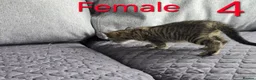 Mixed Breed cats for sale: Adorable kittens - Advert 23