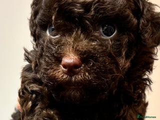 Yorkiepoo dogs Health Tested Chocolate Brown Yorkipoo - Advert 2