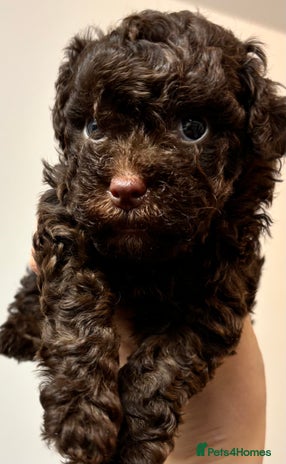 Yorkiepoo dogs Health Tested Chocolate Brown Yorkipoo - Advert 13