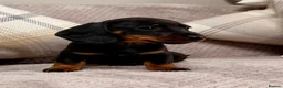 Miniature Dachshund dogs for sale: True to type miniature smooth dachshund puppies - Advert 11