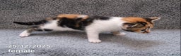 Mixed Breed cats for sale: Beautiful Kittens for Sale – 3 Females & 3 Males - Advert 21