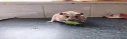 Hamster rodents for sale: Syrian Hamster + Bucastate Cage (Read Description) in Steyning - Advert 2