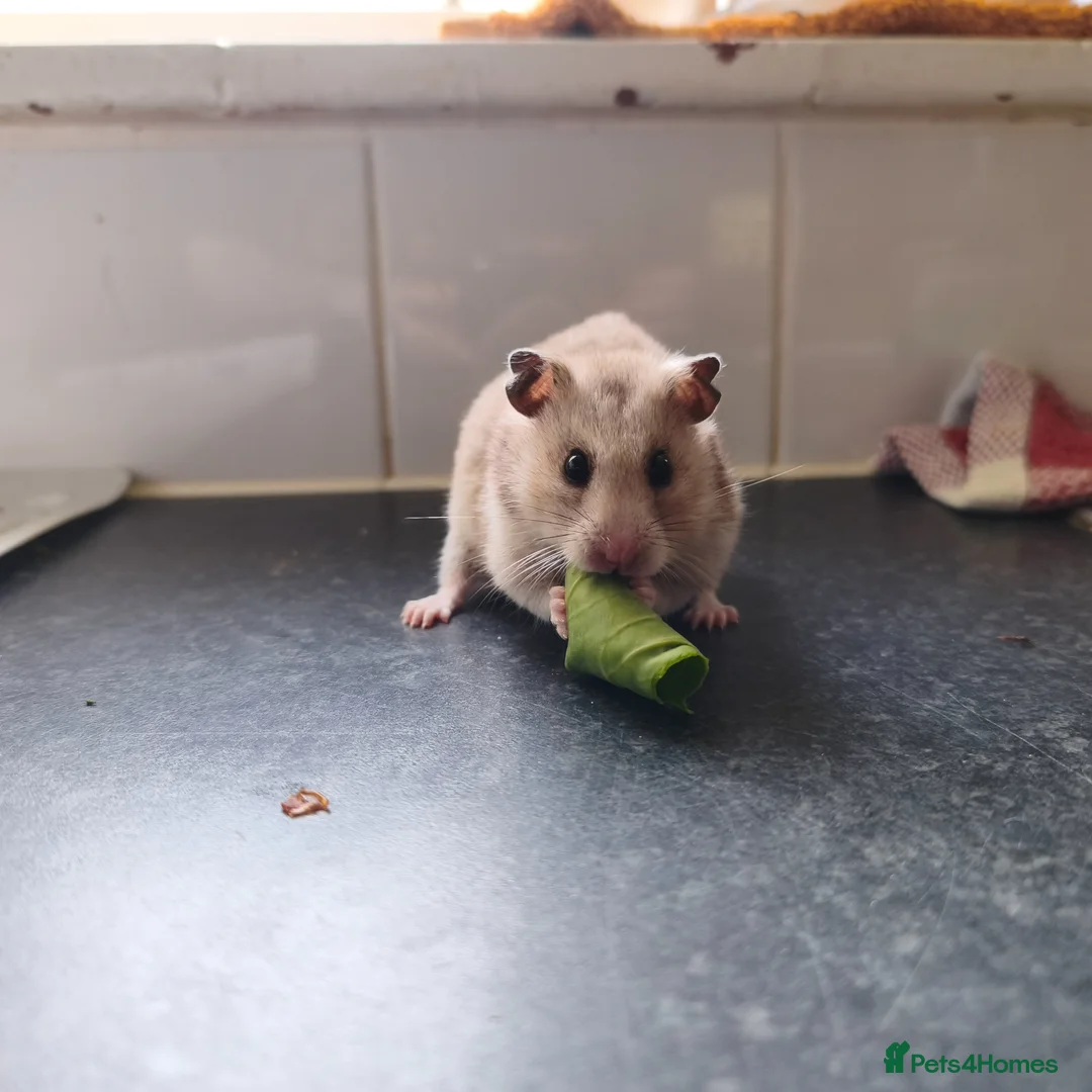 Hamster rodents for sale: Syrian Hamster + Bucastate Cage (Read Description) in Steyning - Advert 2