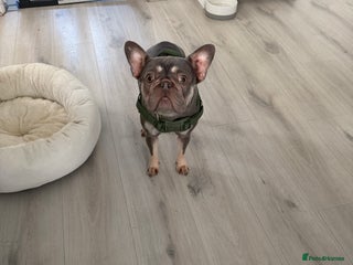 French Bulldog dogs Female French Bulldog - Advert 1