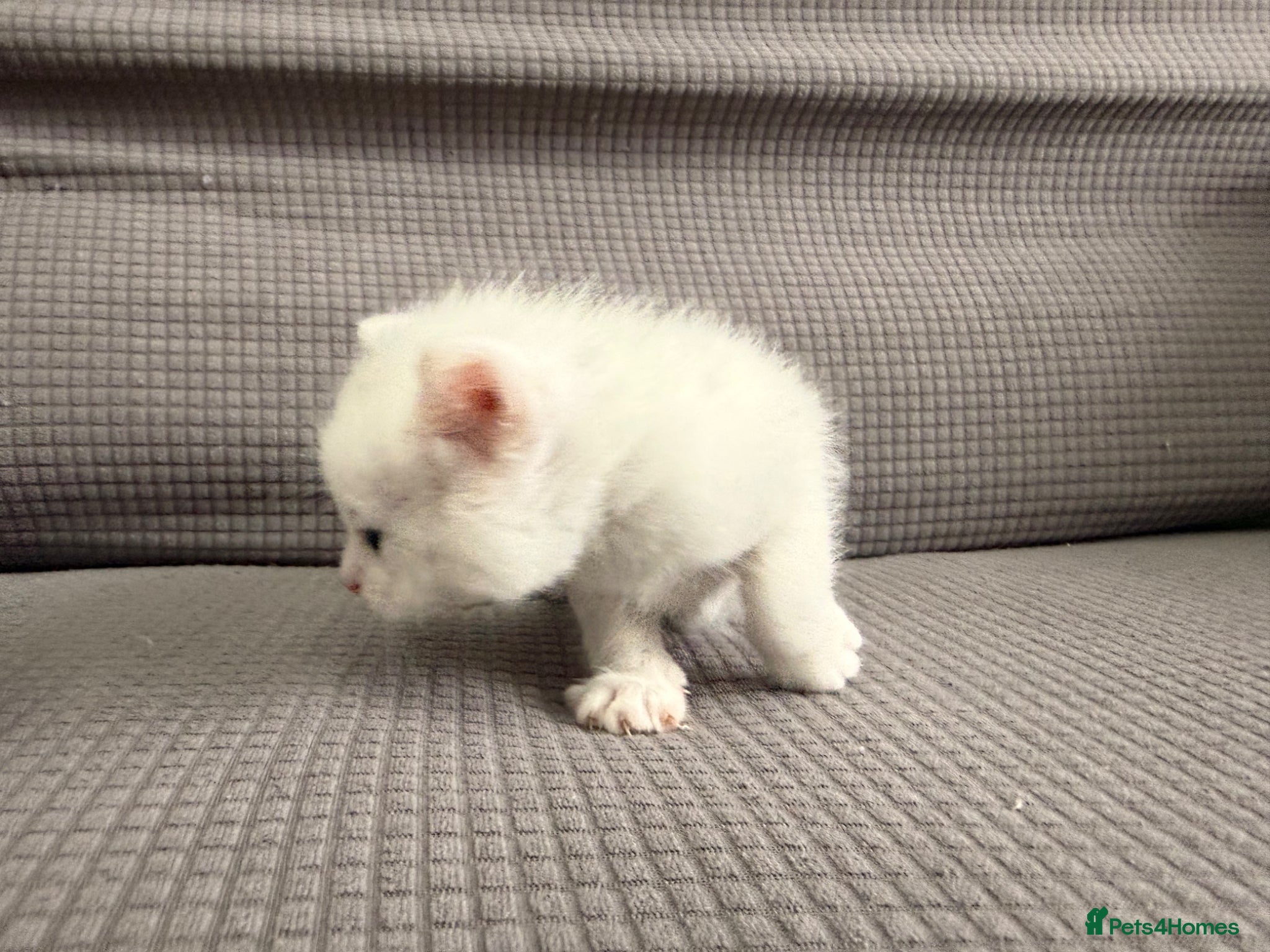 Mixed Breed Kitten 6