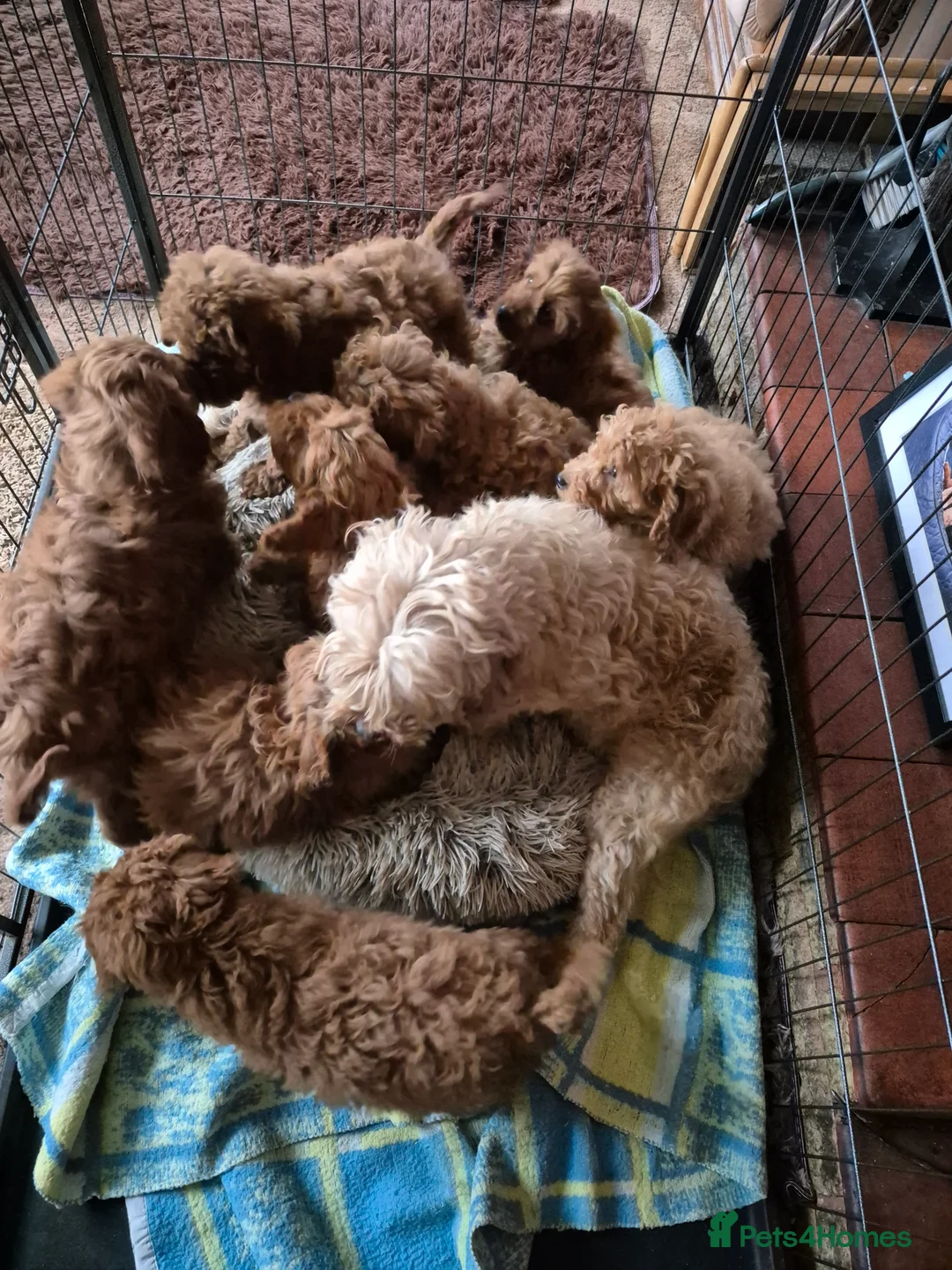 Cavapoo dogs for sale: 2 outstanding deep red Cavapoo puppies available  - Advert 2
