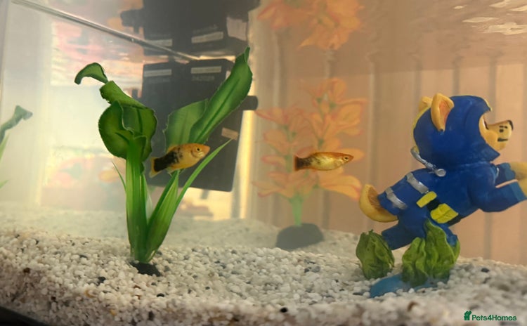 Minnows fish - Advert 1