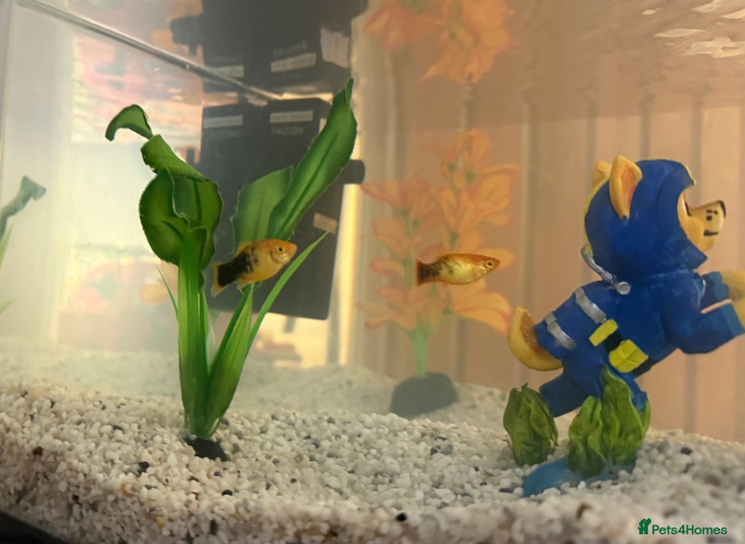 Minnows fish for sale: Fish, fish tank and accessories  - Image 1