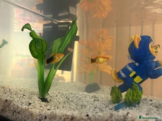 Minnows fish - Advert 20